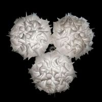 Veli Mini Trio SUS Couture